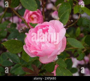 Rosa Sylark Stockfoto