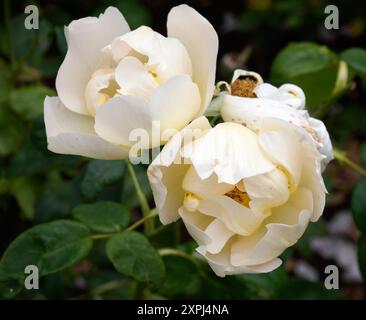 Rosa Comte de Champagne Stockfoto