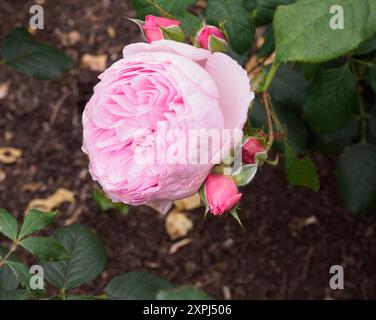 Rosa, Der Alte Seefahrer Stockfoto