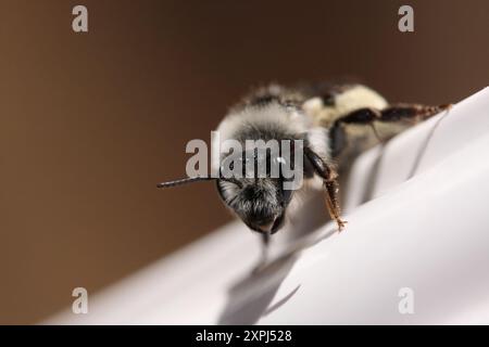 Andrena cineraria, eine einsame Biene, besser bekannt als Ashy Mining Bee oder Grey Mining Bee auf UPVC Stockfoto