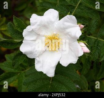 Rosa x Micrugosa Alba Art Rose Stockfoto