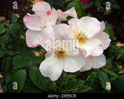 Rosa Sally Holmes Stockfoto