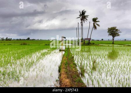 Wunderschöne Reisfelder, Palmen und eine kleine Holzhütte mit dramatischem Himmel, Süd-Sulawesi, Indonesien Stockfoto