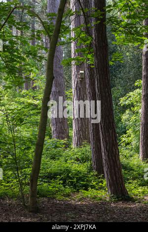 Ein Vogelnestkasten auf einem Baum im Wald im Elvaston Castle Country Park, Elvaston, Derbyshire, East Midlands, England, UK Stockfoto