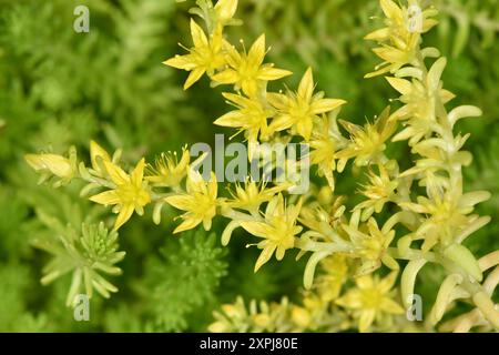 Tasteless Stonecrop - Sedum sexangulare Stockfoto