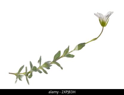 Alpine Mouse-Ear - Cerastium alpinum Stockfoto