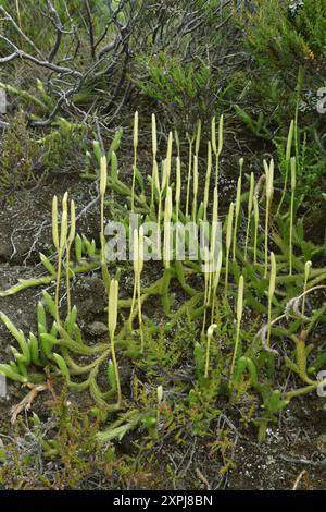 Hirschhornklumpmoos - Lycopodium clavatum Stockfoto