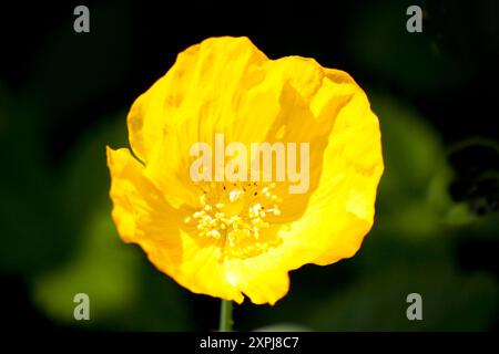 Japanische Ringelblume (Kerria japonica) Stockfoto