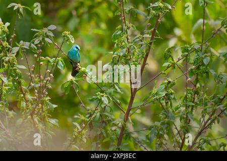 Verditer-Fliegenfänger-Vogel, Eumyias thalassinus, Old World-Fliegenschnäpper, im Himalaya mit Schatten aus Kupfersulfat-Blau und dunklem Fleck zwischen den EY Stockfoto