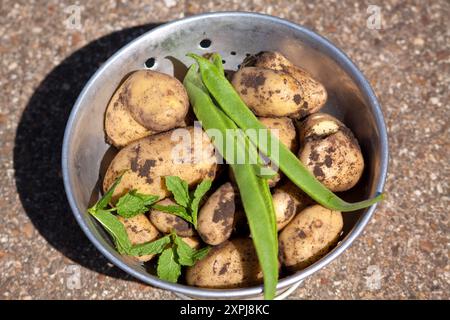 Kartoffeln (Solanum tuberosum) Runner Bohnen (phaseolus coccineus) und Minze (Mentha) frisch aus dem Familiengarten in den Sommermonaten. Stockfoto