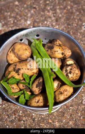 Kartoffeln (Solanum tuberosum) Runner Bohnen (phaseolus coccineus) und Minze (Mentha) frisch aus dem Familiengarten in den Sommermonaten. Stockfoto