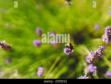 Sommerhummel sammelt Pollen aus Lavendel Stockfoto