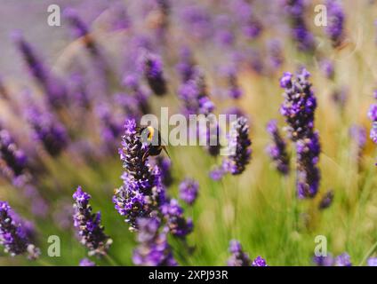 Sommerhummel sammelt Pollen aus Lavendel Stockfoto