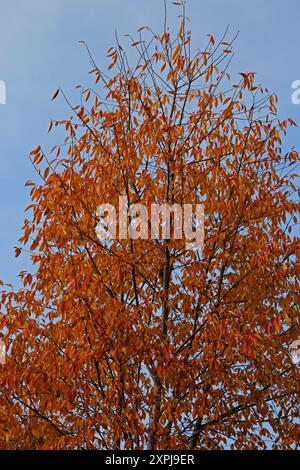 Das Baldachin eines japanischen Zelkova-Baumes mit leuchtend rot-orangen Herbstblättern stand im Kontrast zu einem blauen Himmel mit strahlend weißen Wolken Stockfoto