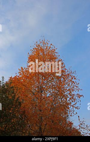 Das Baldachin eines japanischen Zelkova-Baumes mit leuchtend rot-orangen Herbstblättern stand im Kontrast zu einem blauen wky mit strahlend weißen Wolken Stockfoto