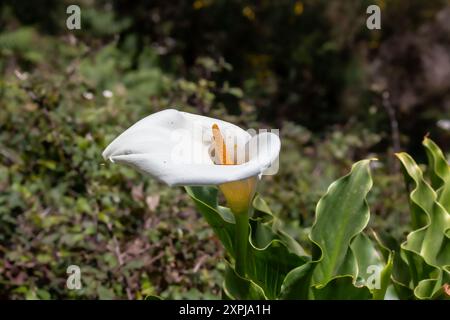 Frische grüne Wiese im Frühling. Hellweiße Zantedeschia wächst und blüht wild in der Natur. Levada das 25 fontes Rabacal, Paul da Serra, Mad Stockfoto