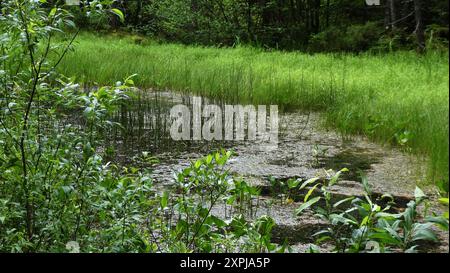 Grand lac Saint-Francois Frontenac Nationalpark, Quebec, Kanada, Nordamerika, Amerika Stockfoto