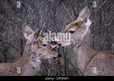 White-Tailed Deer Stockfoto