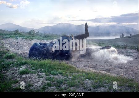 Buffalo Rolling in the Dirt, Yellowstone National Park Stockfoto