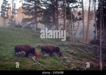 Bison in Dawn, Yellowstone National Park Stockfoto