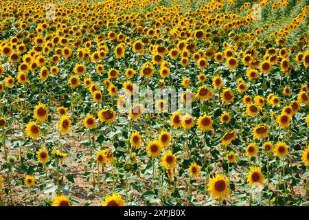 Ausgedehntes Sonnenblumenfeld in Oteiza, Navarra Stockfoto