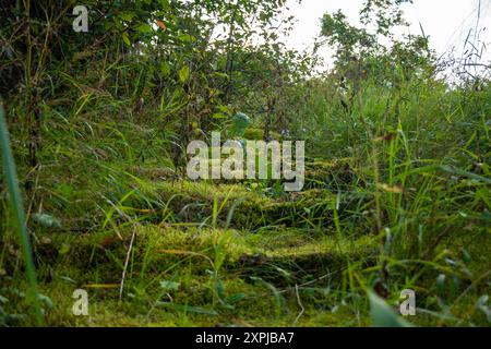 Eine ruhige Waldszene mit üppigem Grün und einem moosbedeckten Waldboden, die die Schönheit der Natur und Vegetation zeigt. Stockfoto