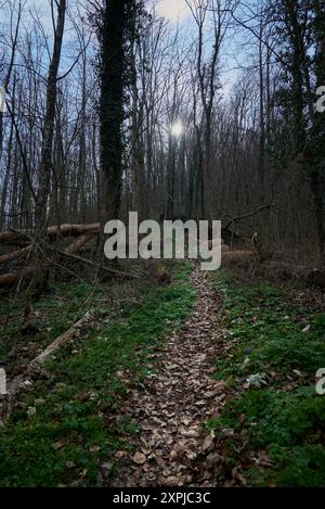 Pfad durch den Wald im Nera Beusnita Nationalpark Stockfoto