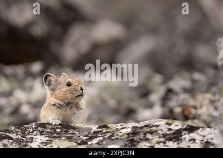 Pika zwischen den Felsen. Stockfoto