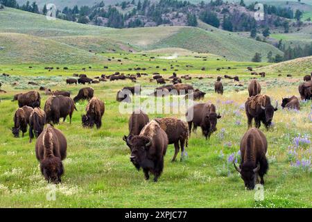 Eine Büffelherde im Yellowstone-Nationalpark, Wyoming Stockfoto