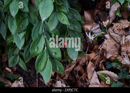 Ruscus hypoglossum spindelloser Metzgerbesen-Mäusedorn und Pferdezungenlilie Stockfoto