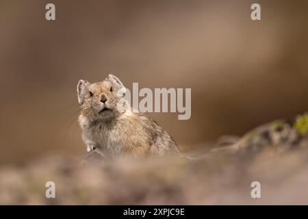 Pika zwischen den Felsen. Stockfoto