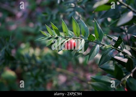 Ruscus hypoglossum spindelloser Metzgerbesen-Mäusedorn und Pferdezungenlilie Stockfoto