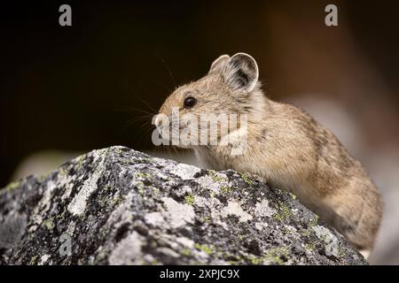 Pika zwischen den Felsen. Stockfoto