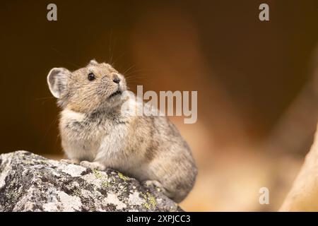 Pika zwischen den Felsen. Stockfoto