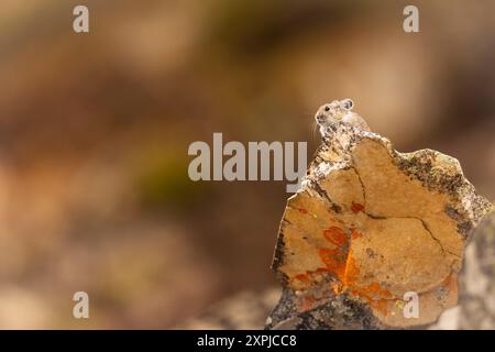 Pika zwischen den Felsen. Stockfoto