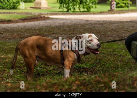 Orangefarbener weißer Pitbull Hund im Park an heißen sonnigen Sommertagen Stockfoto