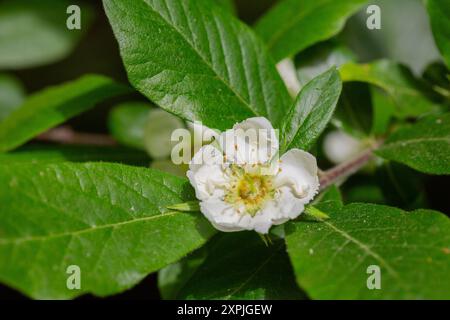 Weiße Blüten und Blätter des japanischen Loquatbaums eriobotrya japonica Stockfoto