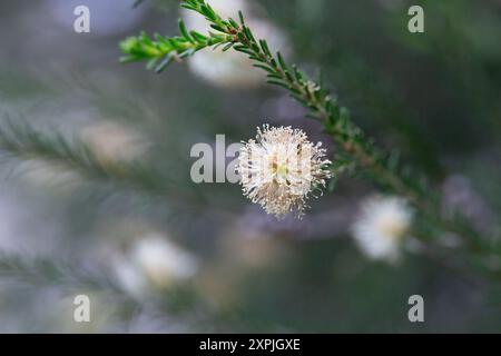 Einheimische gelbe Blüten auf einer Melaleucas-Pflanze im Busch in tasmanien Stockfoto