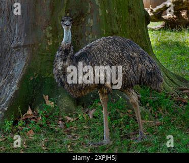 Emu (Dromaius novaehollandiae) - Australian Flight less Bird Stockfoto