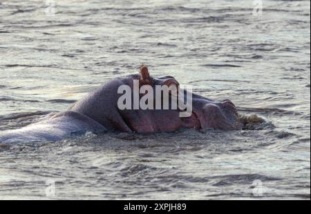 Ein Hippo-Stier ist früh am Morgen in die Gewässer des Great Ruaha River zurückgekehrt. Während der Nacht verbringen sie den größten Teil des Tages damit, sich auszuruhen Stockfoto