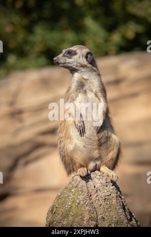 Niedliches Porträt des pelzigen Meerkats, der auf dem Felsen im Zoo steht. Geringe Tiefe des Alarmfeldes im Zoologischen Garten. Stockfoto