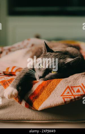 Auf einem Bett mit einer weichen orange-roten Decke liegt eine graue Hauskatze. Die Katze ruht sich aus, mit einer Pfote, die sehr süß aussieht. Es ist ein Haustier Stockfoto