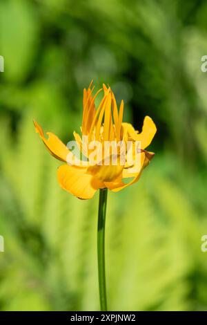 Nahaufnahme eines chinesischen Globeflors (Trollius chinensis) in Blüte Stockfoto