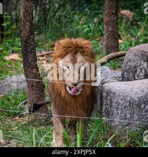 Löwe bei Chiang mai Nachtsafari, Thailand Stockfoto