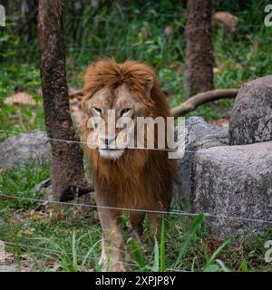Löwe bei Chiang mai Nachtsafari, Thailand Stockfoto