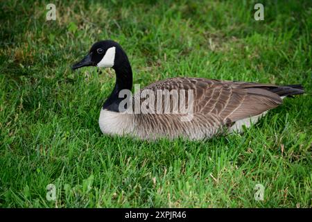 Kanadänse (Branta canadenis) in einem öffentlichen Park in Flat Rock, North Carolina. Stockfoto