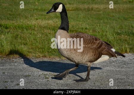 Kanadänse (Branta canadenis) in einem öffentlichen Park in Flat Rock, North Carolina. Stockfoto