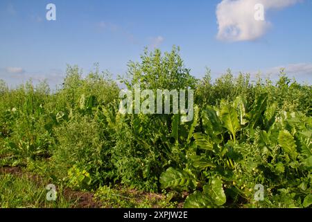 Unkraut auf einem Zuckerrübenfeld, hauptsächlich Weißer Gänsefuß Stockfoto