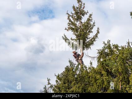 Der Gärtner schneidet im Winter hohe Kiefern im Garten. Stockfoto