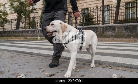 Blinder Fußgänger mit weißem Stock und Spaziergang mit einem Blindenhund über eine Straße. Konzepte von Assistenzhunden und Fussverkehr. Stockfoto